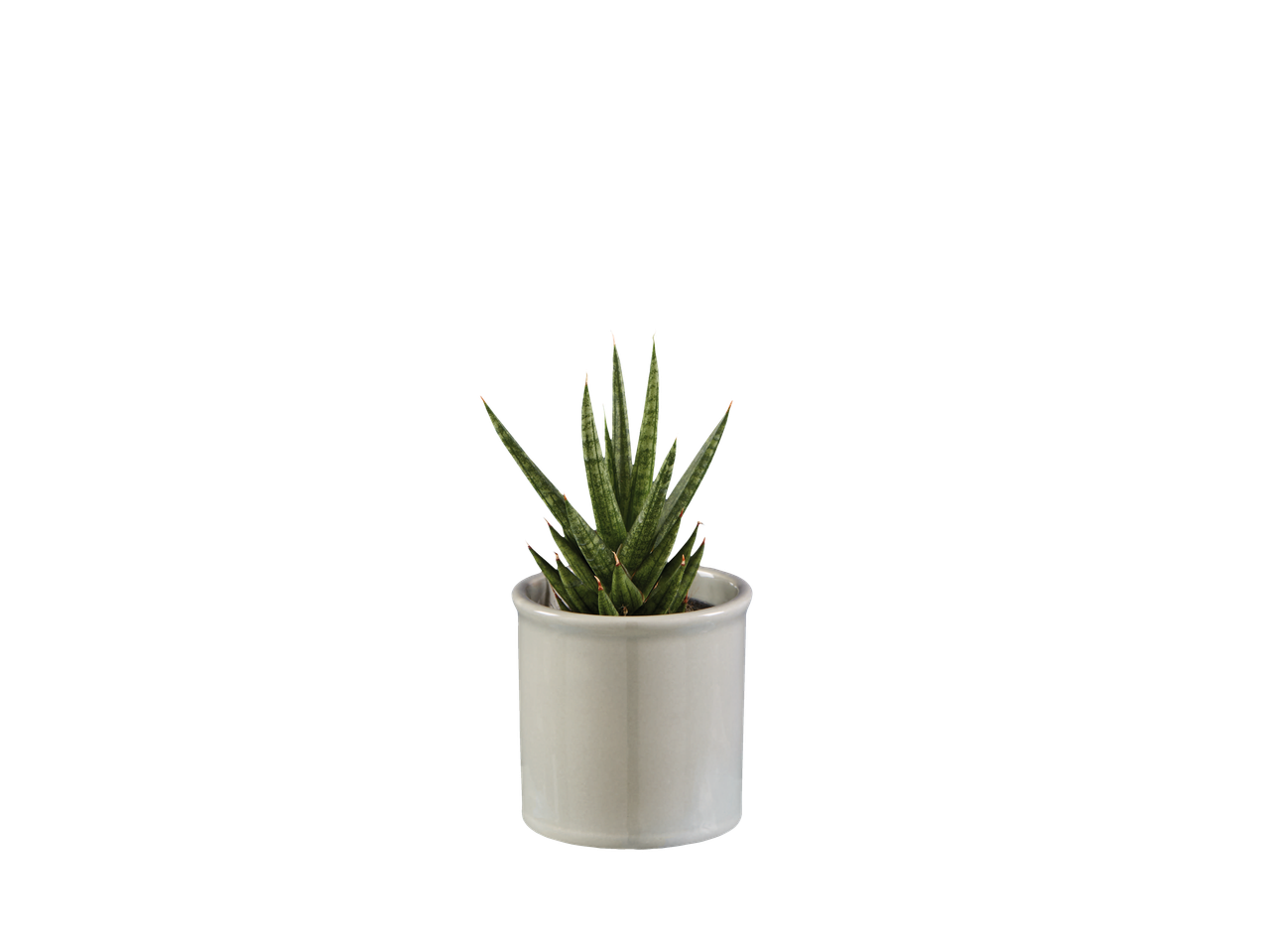 Sansevieria em vaso branco.