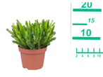 Succulent in pot: green succulent plant in a small brown pot.