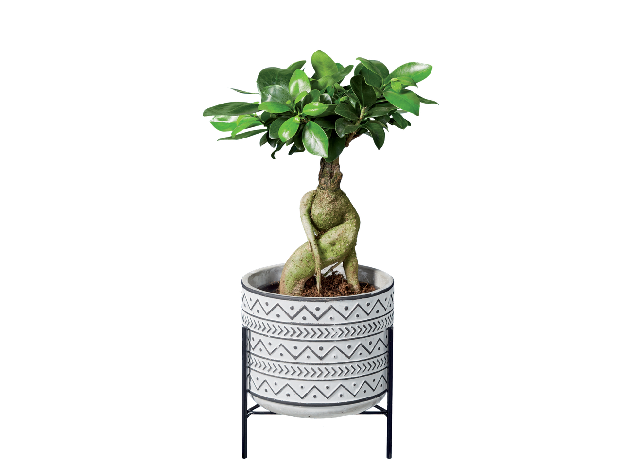 Easy care stand plant with a bonsai tree in a patterned pot.