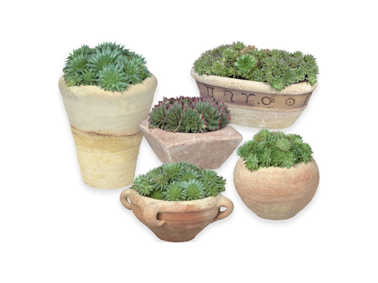 Cinque vasi di terracotta contenenti piante da giardino.