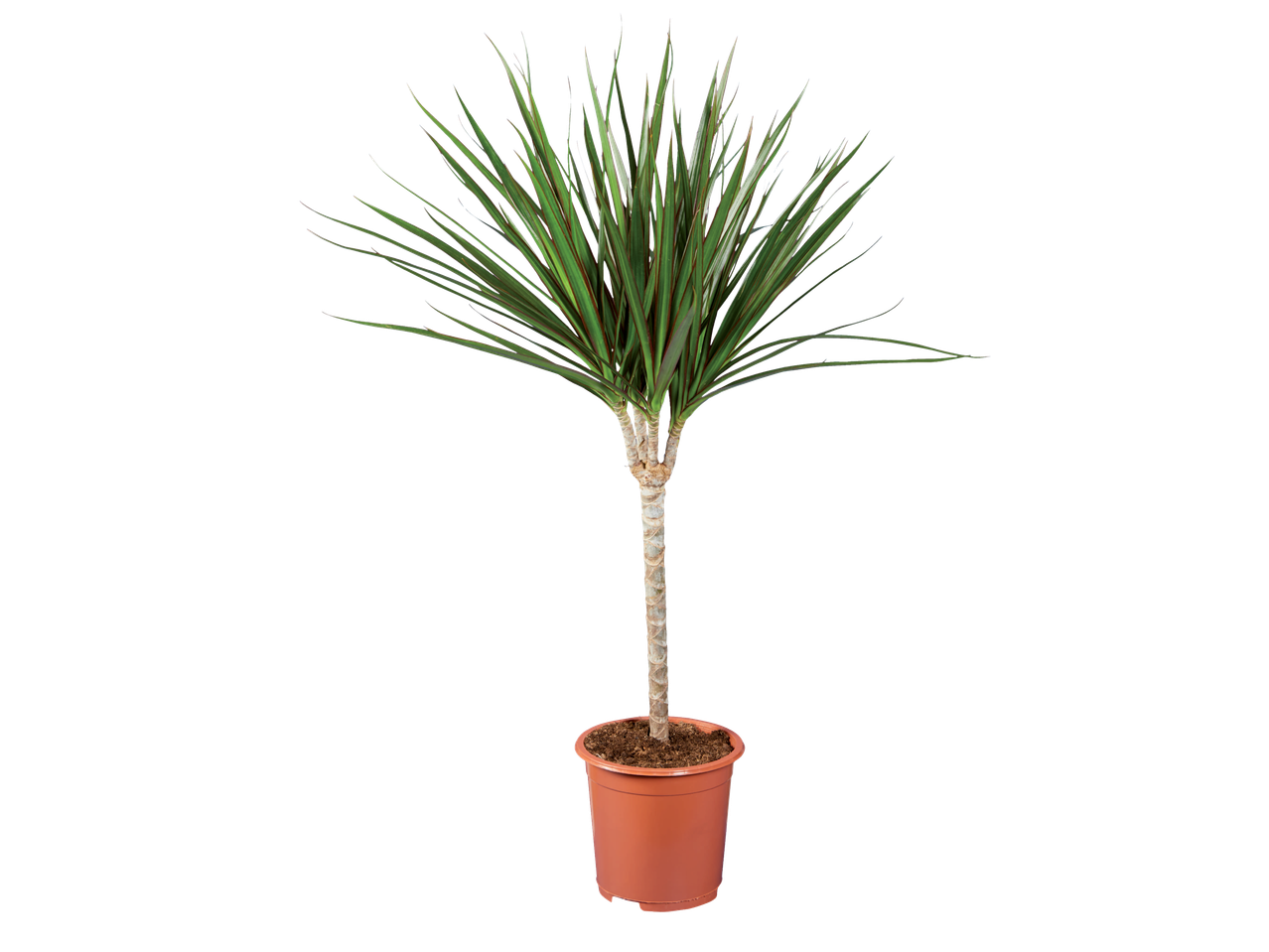 Sobna biljka Dracaena marginata u saksiji.
