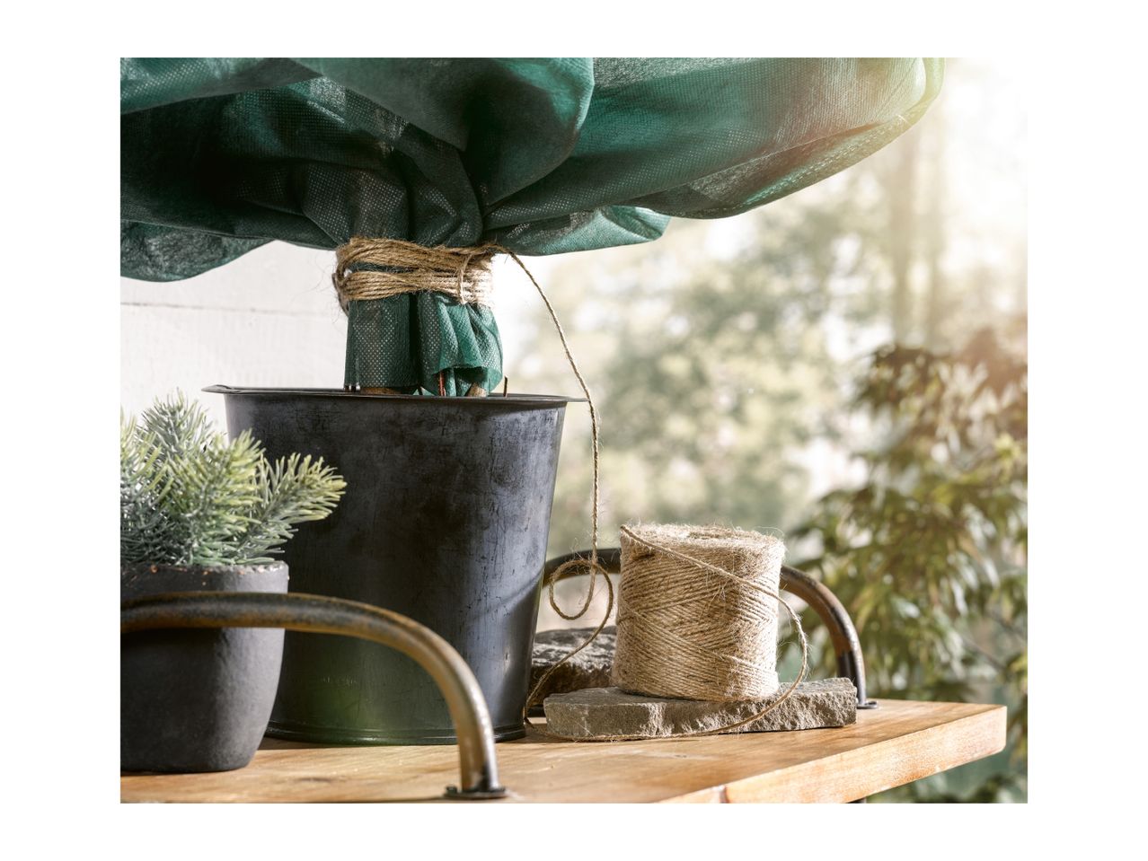 A potted plant wrapped in green winter protection fleece and tied with garden twine.