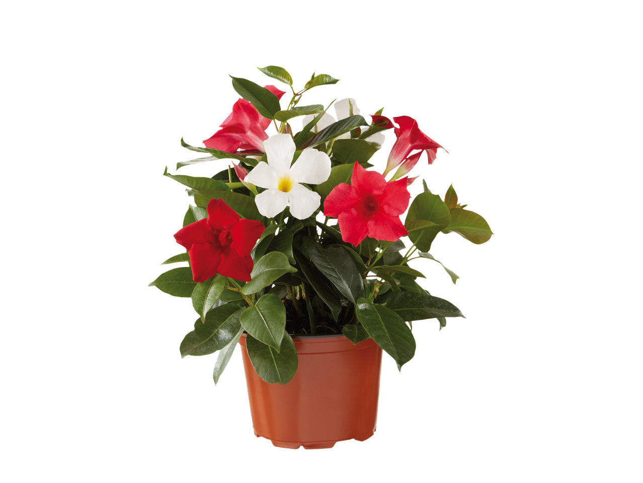 Pot met rode, witte en roze klokjes.