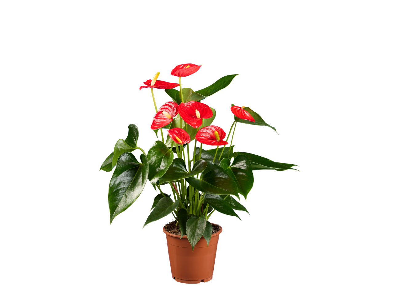 Planta de antúrio vermelho em um vaso marrom.