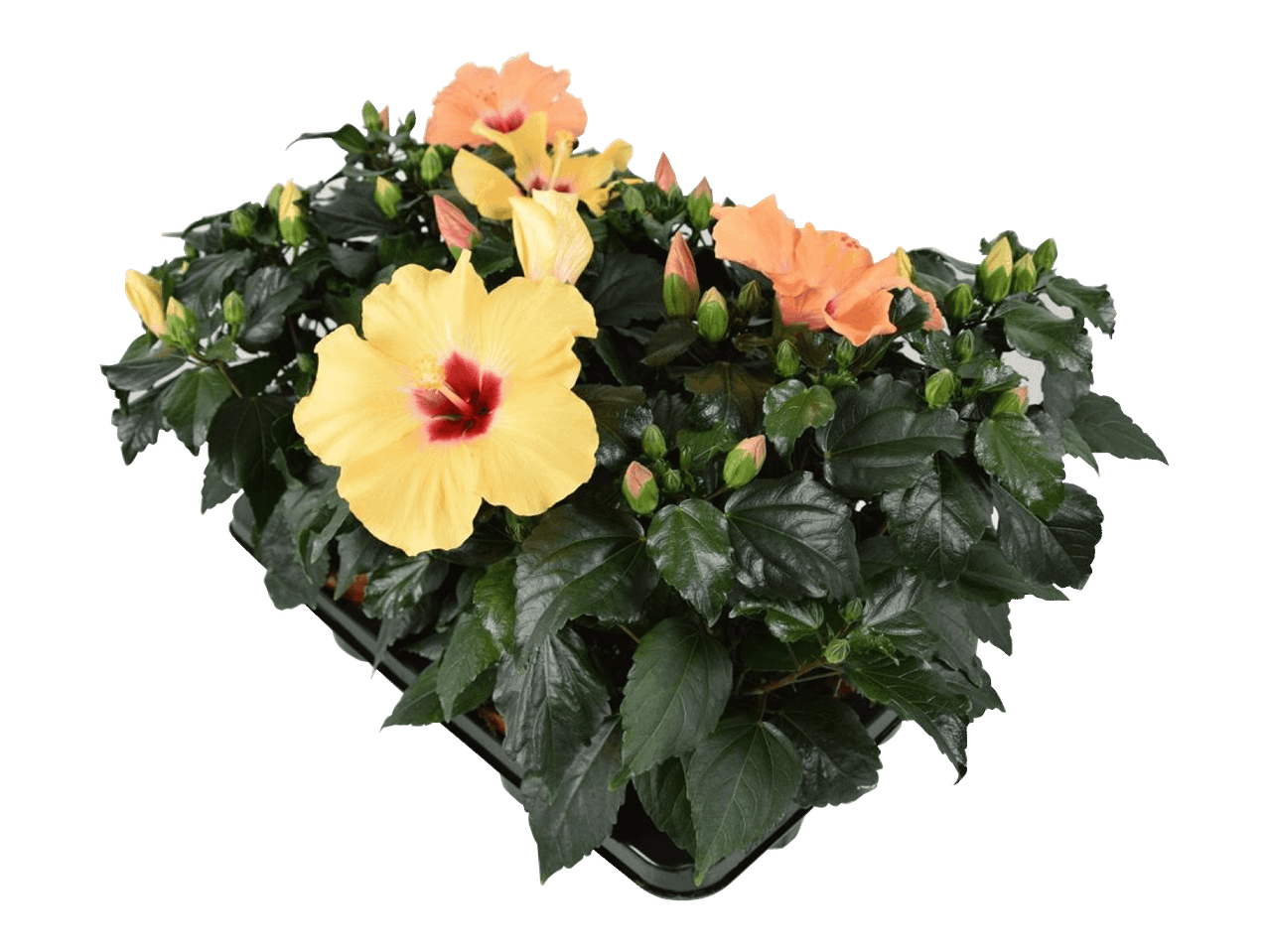 Hibiscus-kasveja ruukussa, keltaisia ja oransseja kukkia.