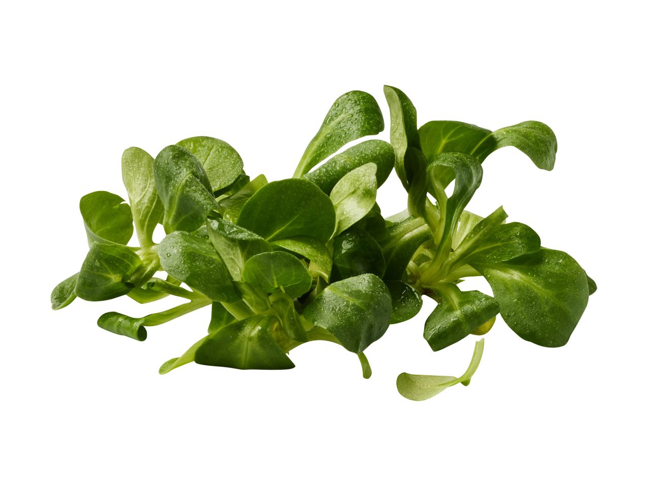 Svježa matovilac salata s kapljicama vode