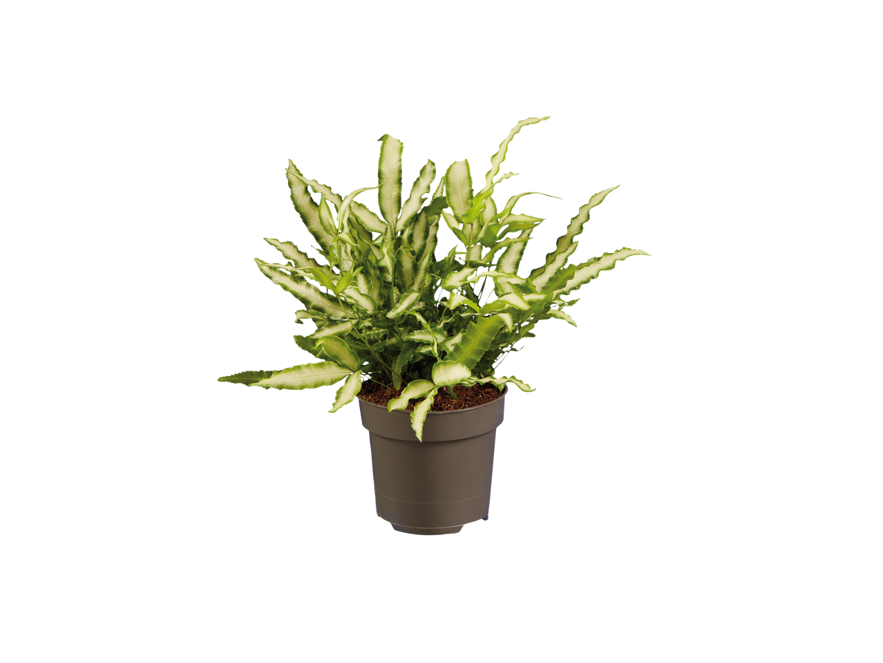 Plante en pot avec des feuilles panachées.
