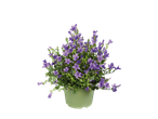 Plante en pot de campanules violettes sur fond noir.