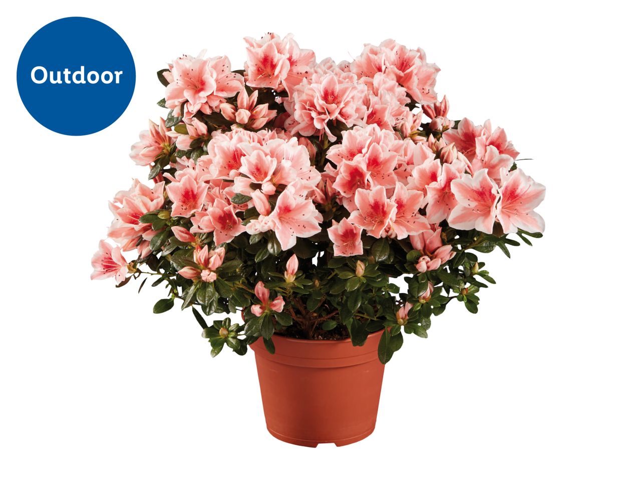 Potted outdoor azalea plant with numerous light pink flowers and green leaves.