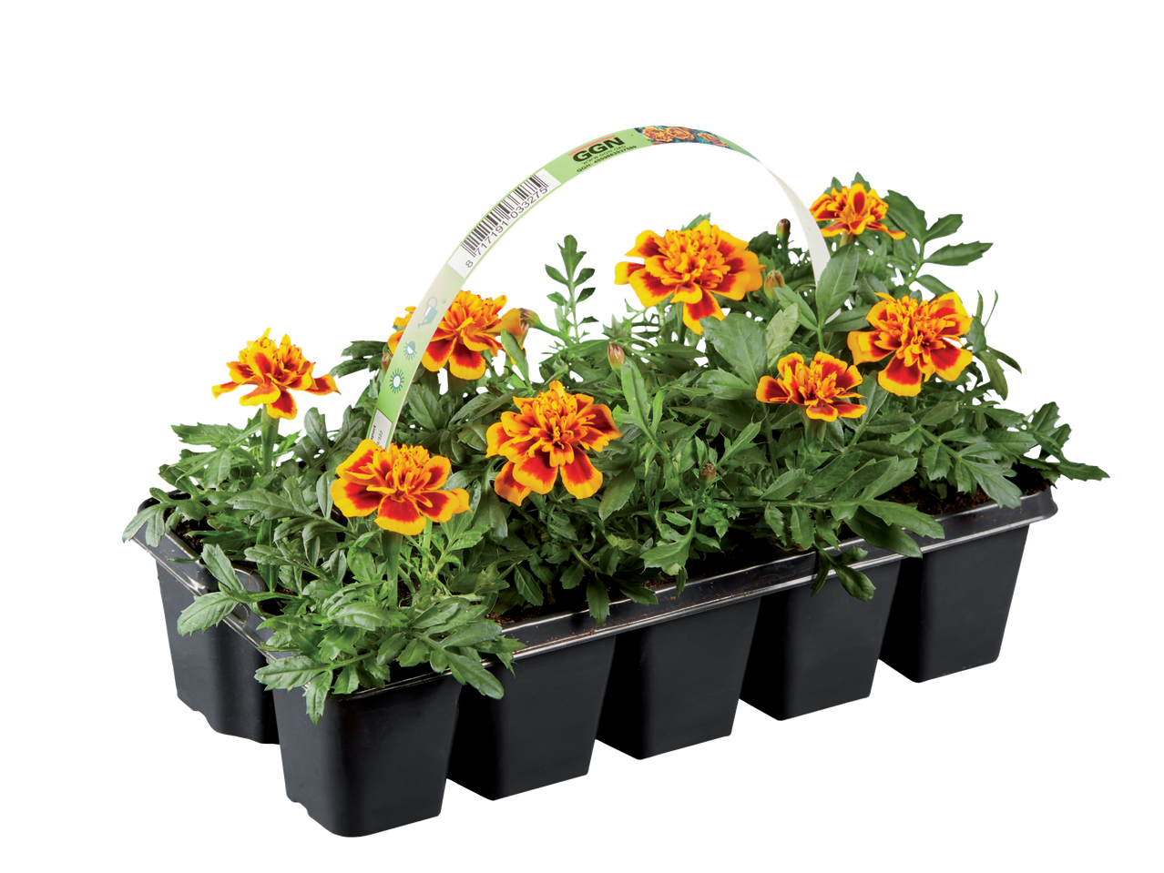 GGN Tagetes in potten.