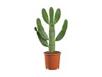 A green prickly pear cactus in a brown pot.