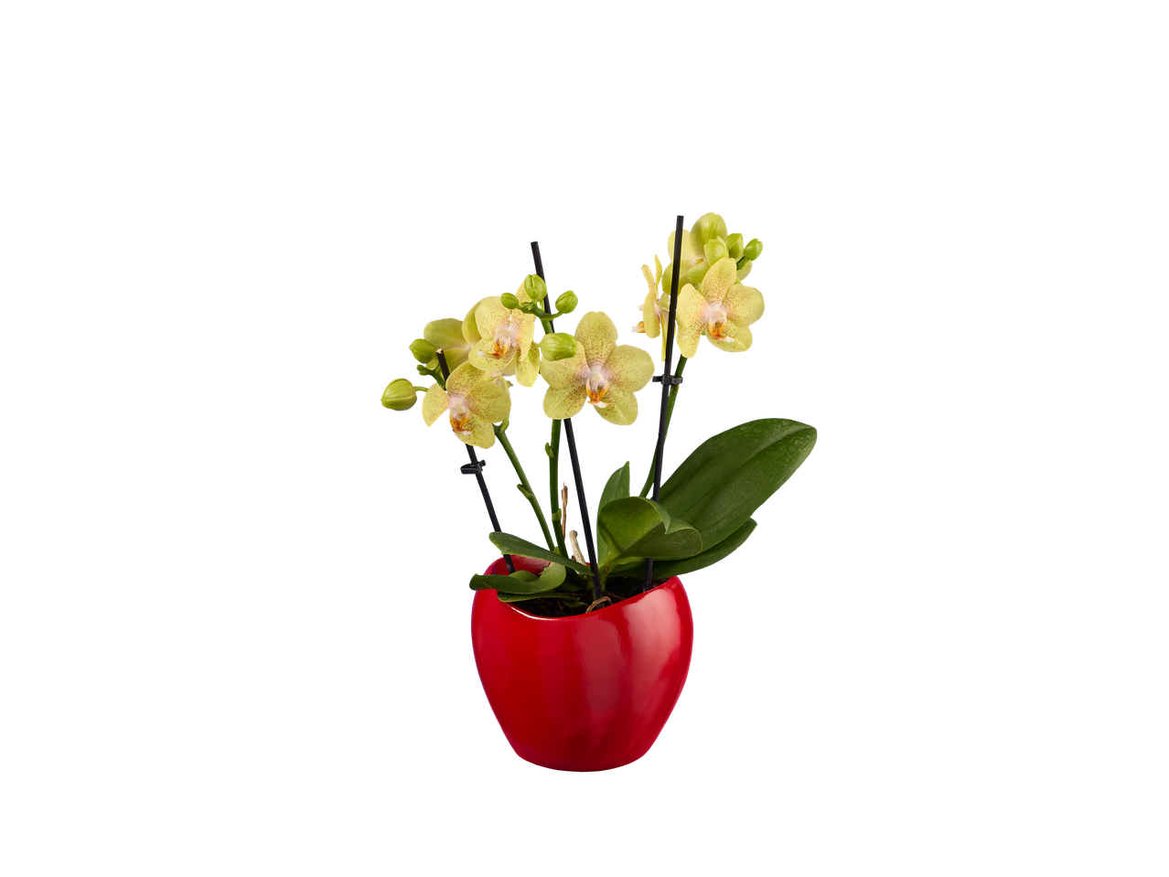 Accesați vizualizarea pe ecran complet: Phalaenopsis în ghiveci ceramic - Imagine 1