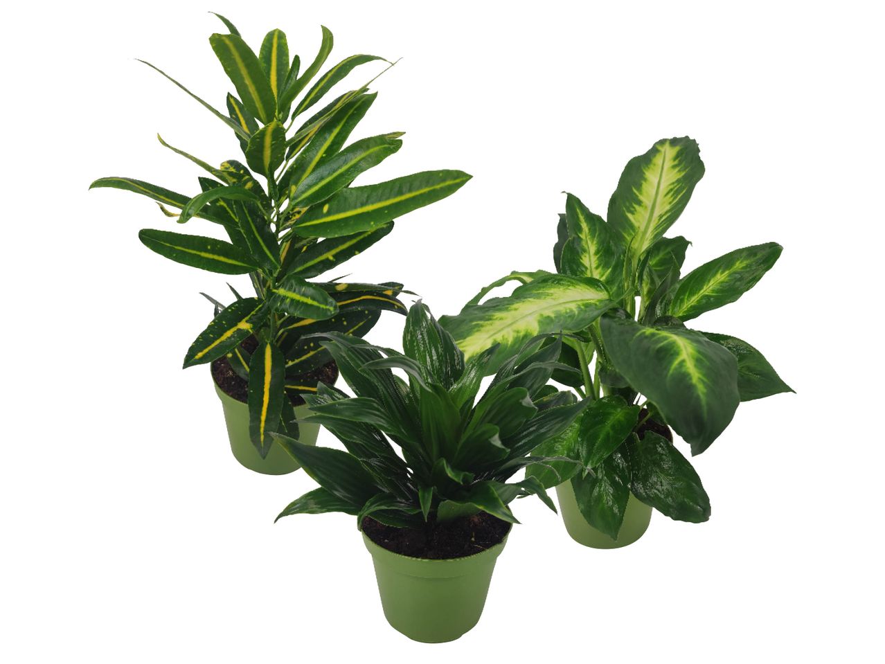 Three potted plants with green and variegated leaves on a white background.