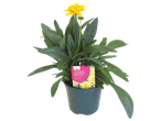 Coreopsis grandiflora 'Early Sunrise' in pot.