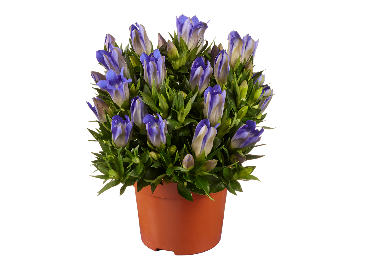 Een geplante plant met blauwe gentianen.