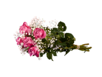 Buchet festiv de trandafiri roz cu flori albe de gipsophila.
