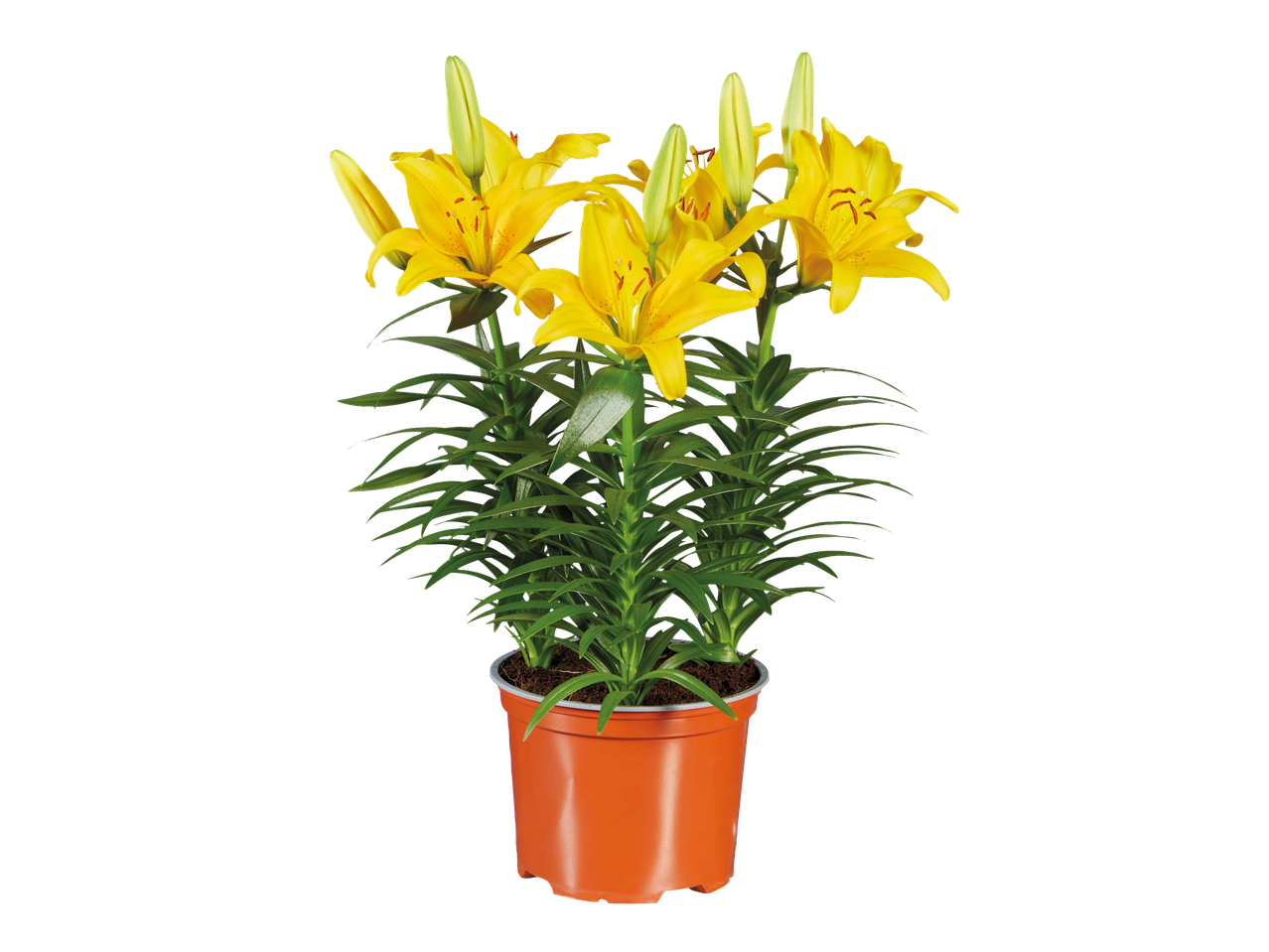 Yellow lilies in an orange pot.