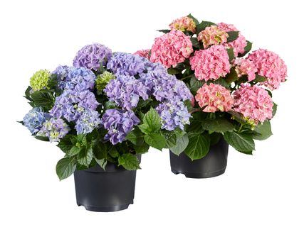 Gartenhortensie