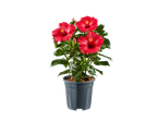 Plante d'hibiscus rouge dans un pot gris.