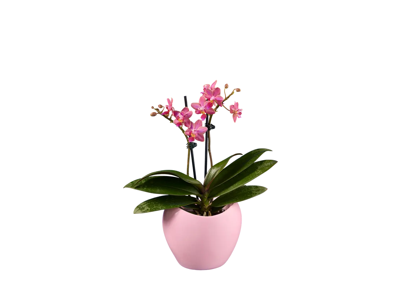 Accesați vizualizarea pe ecran complet: Phalaenopsis în ghiveci ceramic - Imagine 4