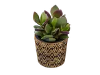 Plante succulente dans un pot décoré.