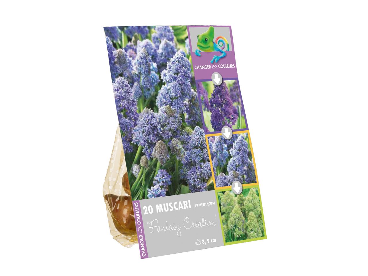 Muscari armeniacum 'Fantasy Creation' virághagymák csomagolása, színválasztási lehetőséggel.