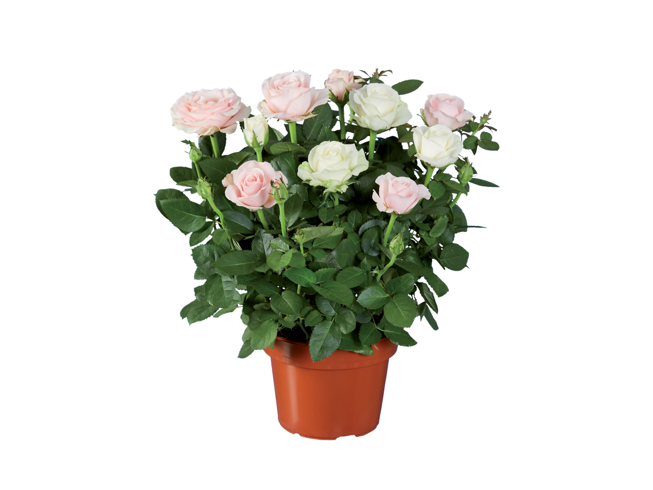 Pot met pastelkleurige rozen.