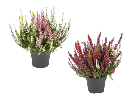 Kolmivärinen calluna 3 kpl