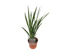 A potted Crocosmia 'Carmine Brilliant' plant with green leaves and a price tag.