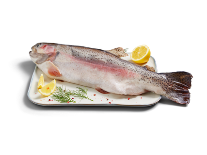 Fischerstolz Ganze Lachsforelle