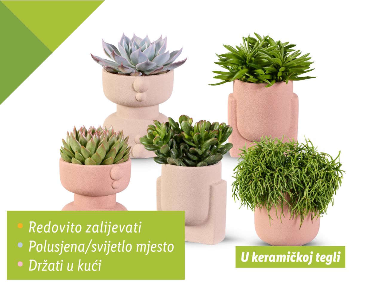 Pet sobnih biljaka u keramičkim posudama s uputama za njegu.