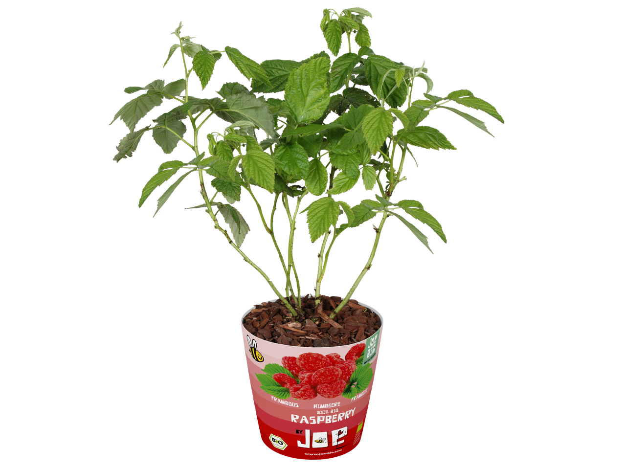 Mini frambozenfruitboom in pot met etiket 'Raspberry 100% Bio'.