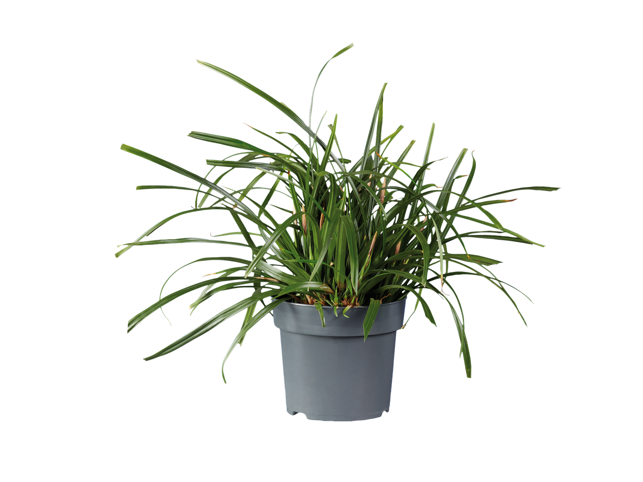 Groene plant in pot.