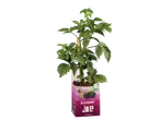 Planta de amora 'Blackberry by Joe' em vaso.