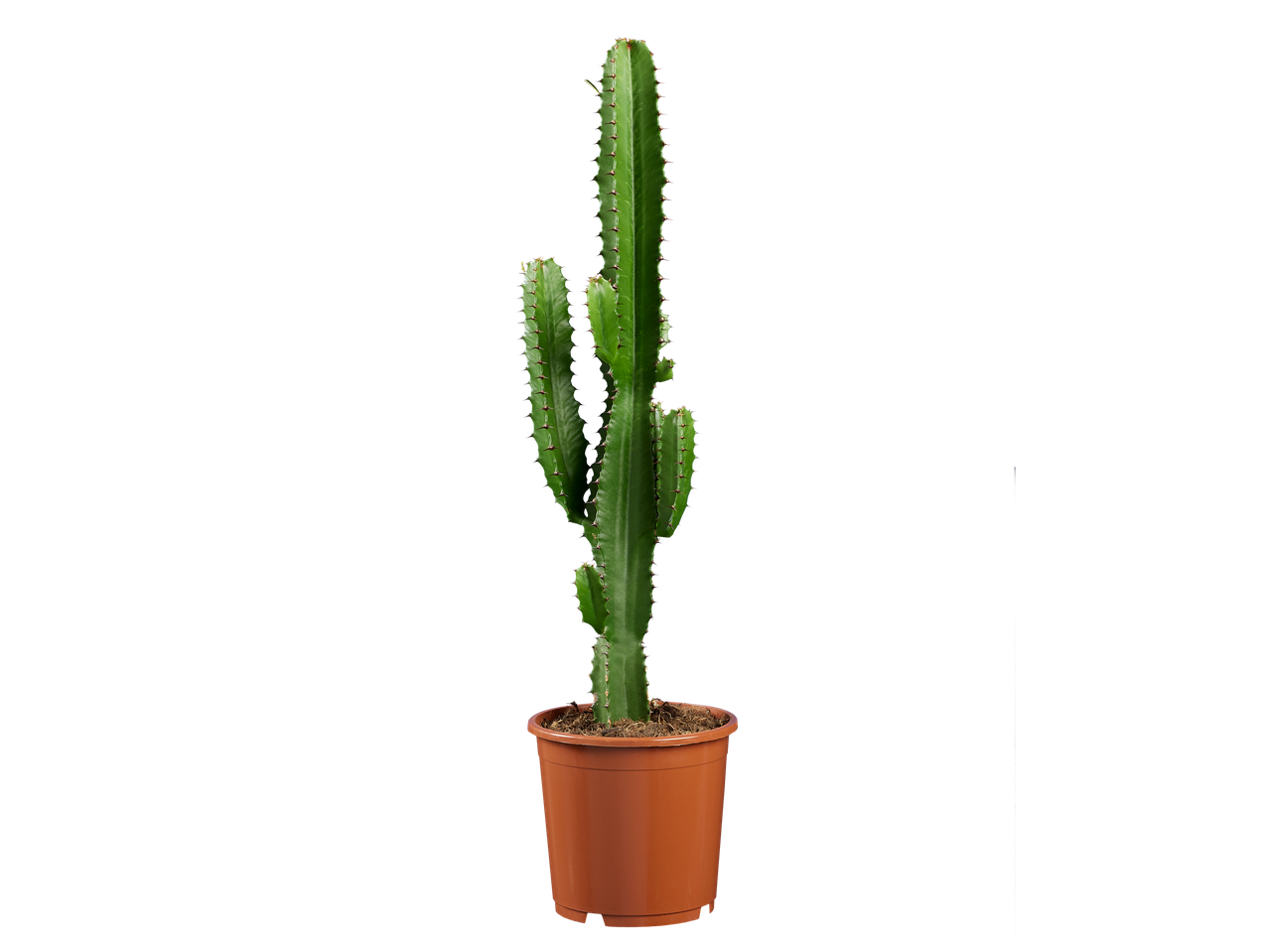 Een Euphorbia-cactus in een bruine pot op een zwarte achtergrond.