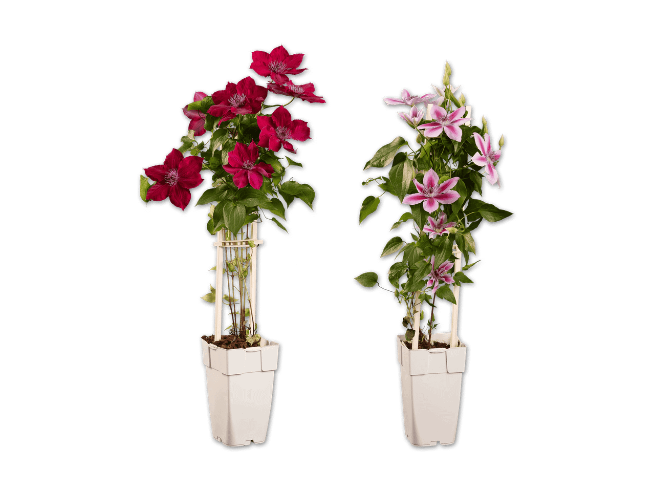 Zwei Clematis-Pflanzen in weißen Töpfen, eine mit roten Blüten und die andere mit rosa-weiß gestreiften Blüten.
