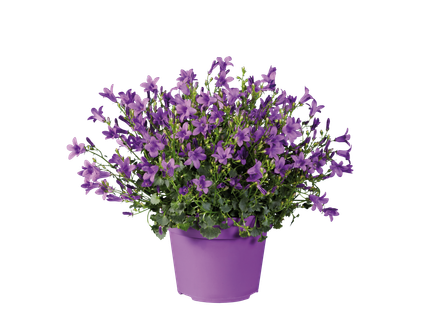 Campanula