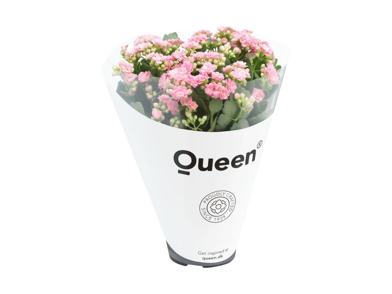 En potteplante med lyserøde blomster i hvid indpakning med teksten 'Queen'.