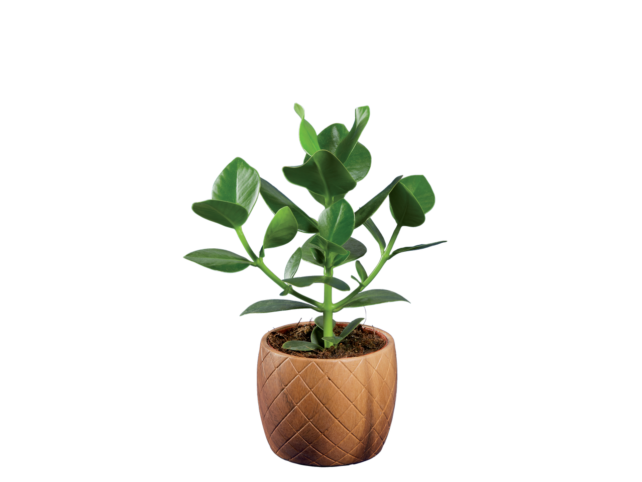 Planta de jade em vaso de cerâmica marrom.