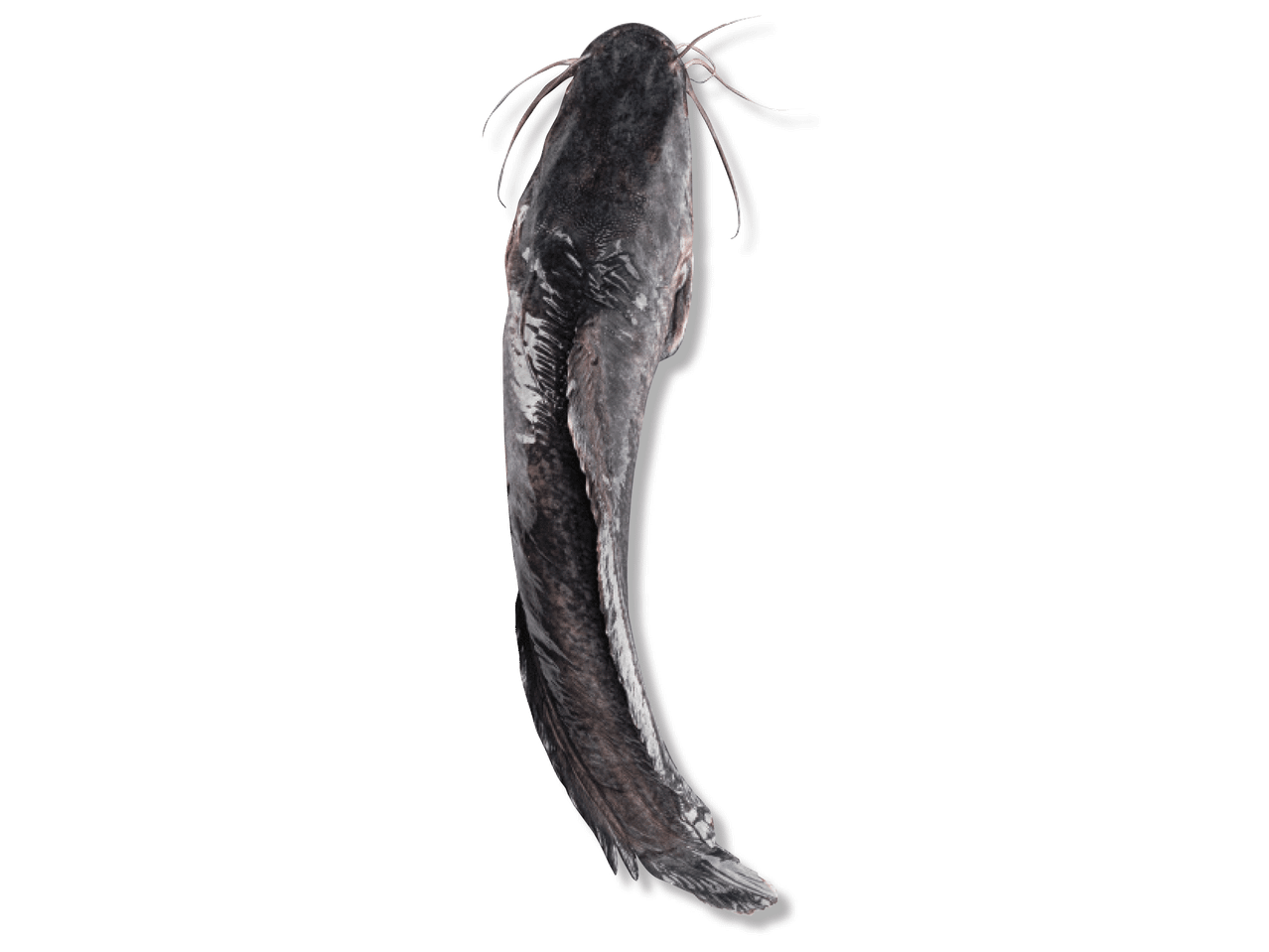 Svaiga, vesela sams zivs, skatīta no augšas.