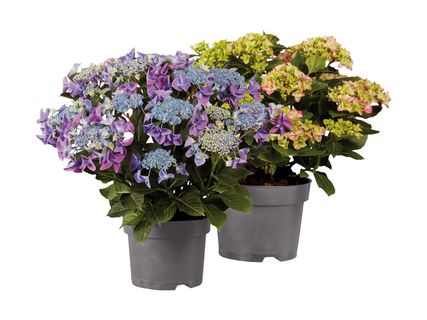 Gartenhortensien