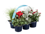 Grandiol herfstmix met rode cyclamen, chrysanten, zilverblad en gras in een tray.
