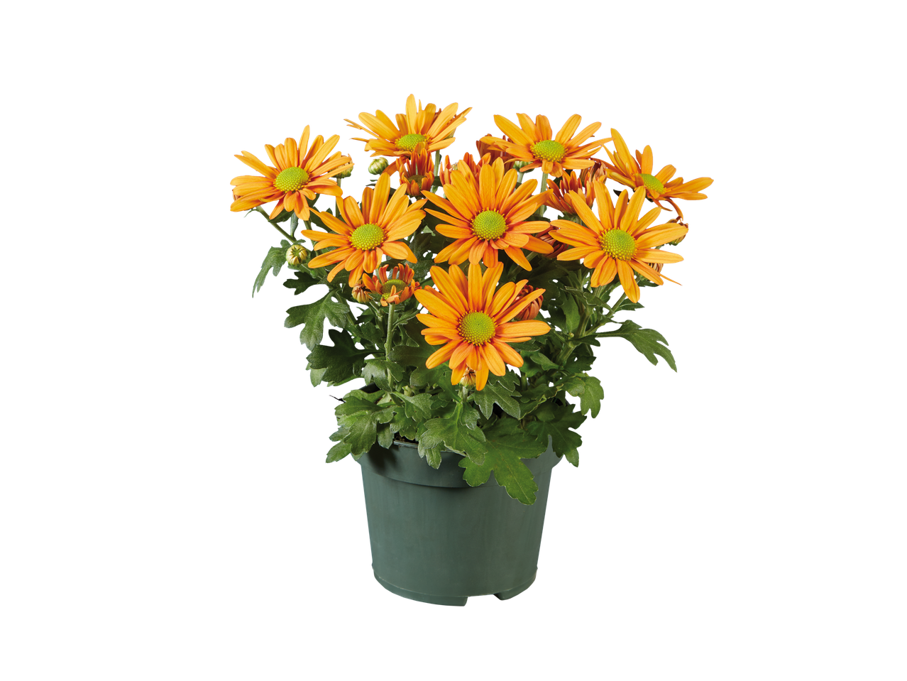 Oranje chrysanten in een pot.