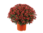 Extra large garden mums in a vibrant red color, planted in an orange pot.
