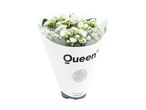 Hvid Kalanchoe-plante i en hvid papirindpakning med 'Queen'-logo.