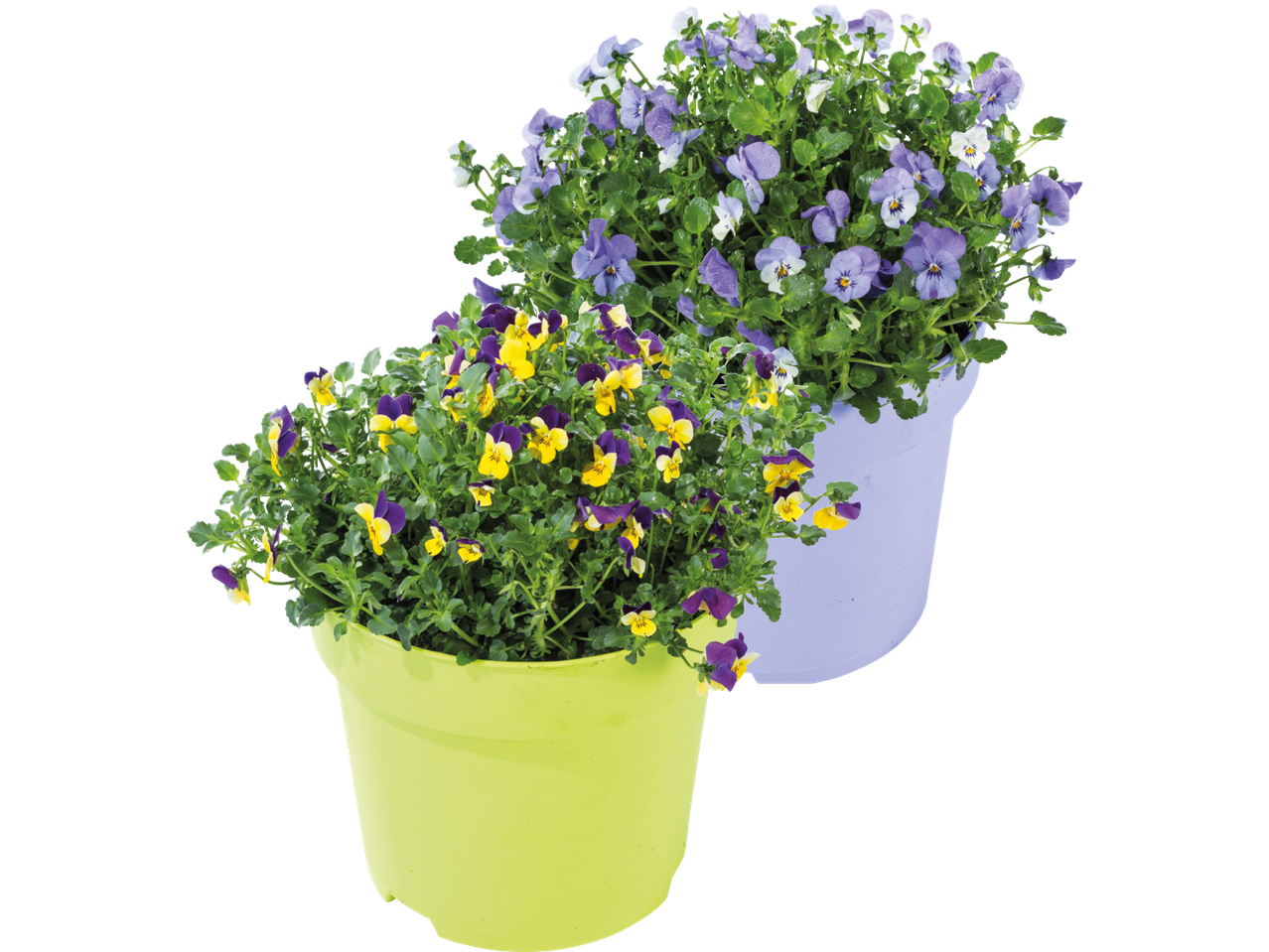 Två krukor med penséer, en med gula och lila blommor, den andra med lila och vita blommor.