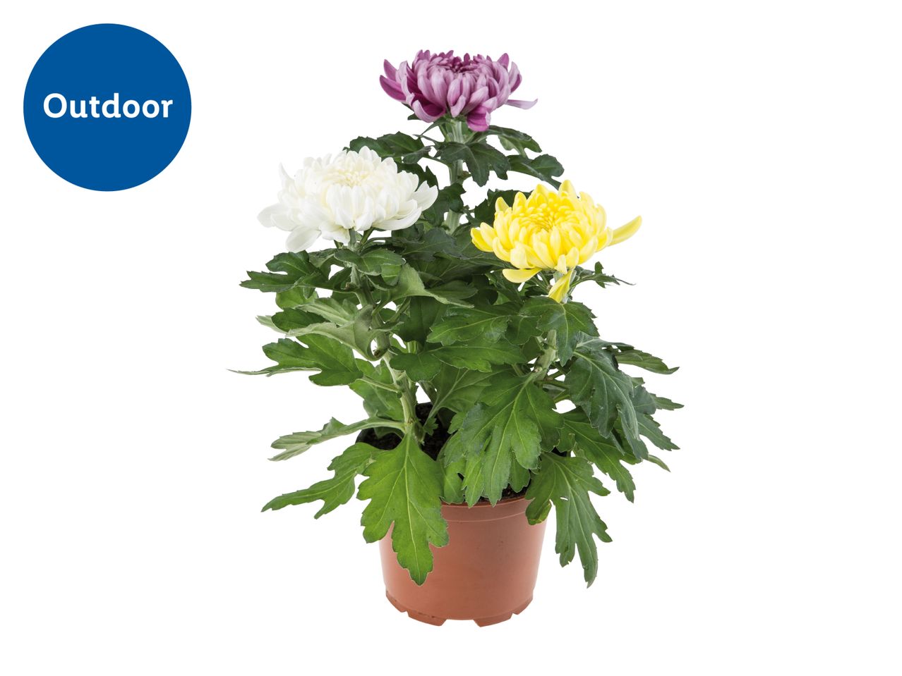 Potted chrysanthemum plant with white, yellow, and purple flowers, labeled 'Outdoor'