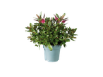 Plant in pot, roze bloemen
