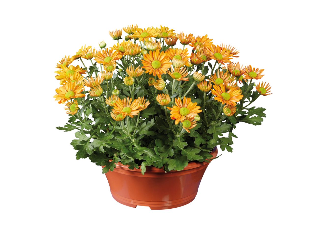 Accesați vizualizarea pe ecran complet: Crizantema multifloră în coș decorativ - Imagine 1