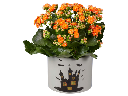 Korallvirág halloweeni kerámiában*